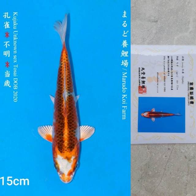 Marudo Kujaku 15cm Certi