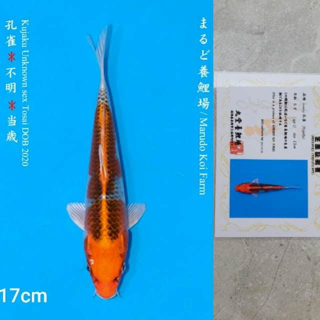 Marudo Kujaku 17cm Certi