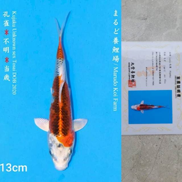 Marudo Kujaku 13cm Certi