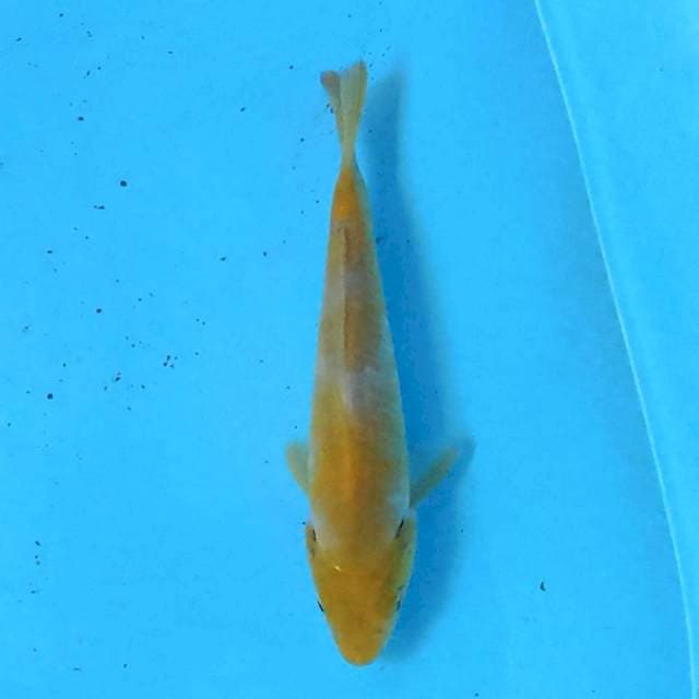 Koyo Karashi 15 cm