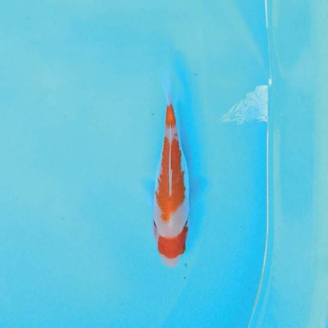 Kohaku 15 cm