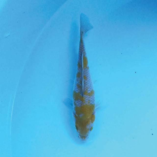 Ochiba 15 cm