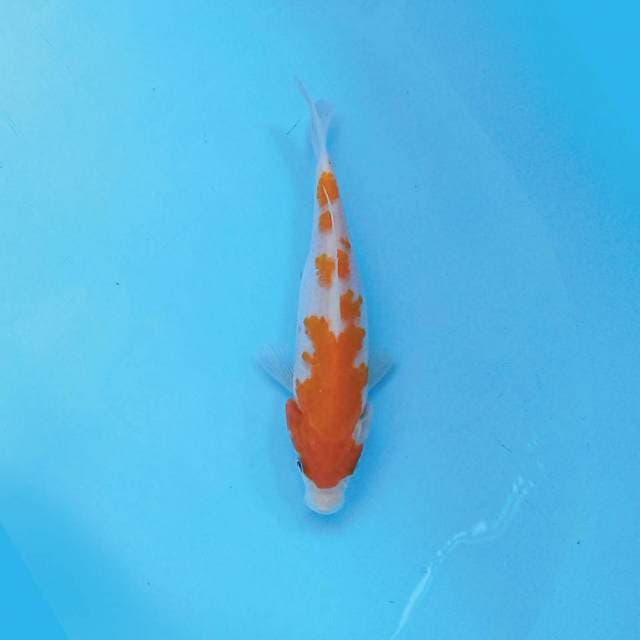 Kohaku 16 cm