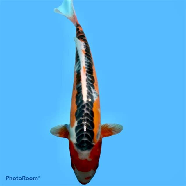 Hana Shusui 40bu Male