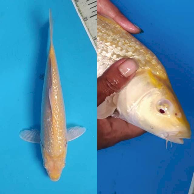 Karamel Ginrin Mata Merah ~35