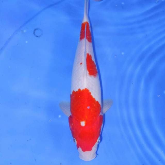 TAMA KOHAKU