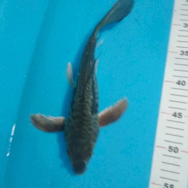 KUMPAY ARAGOKE 32 CM
