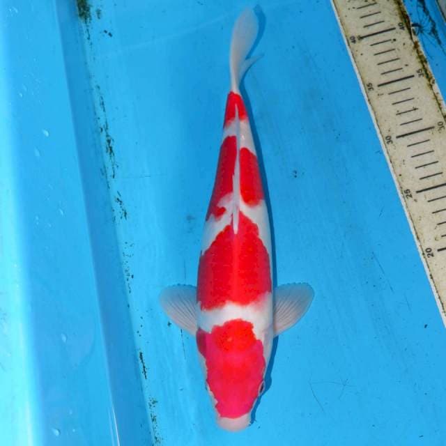 RUBI KOHAKU 33cm