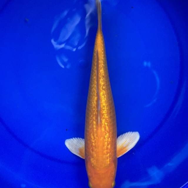Yamabuki ogon ginrin 35 cm