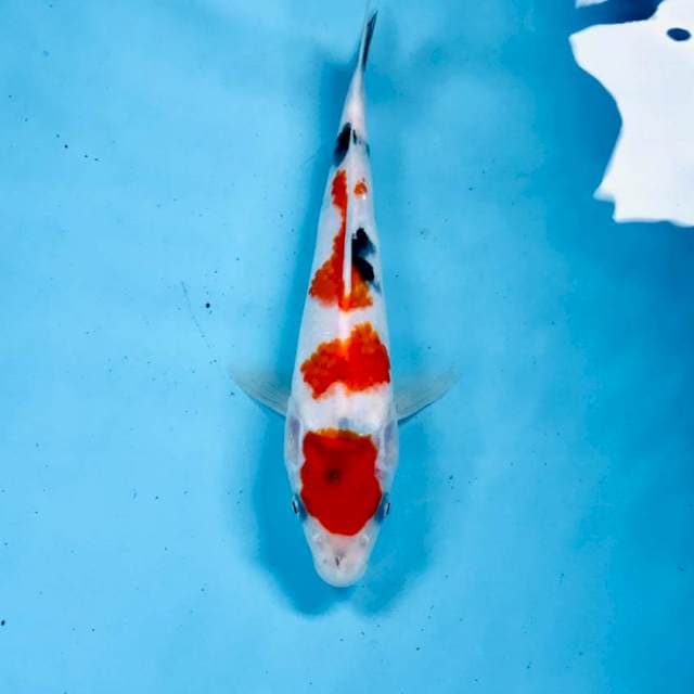 Sanke, 25 cm