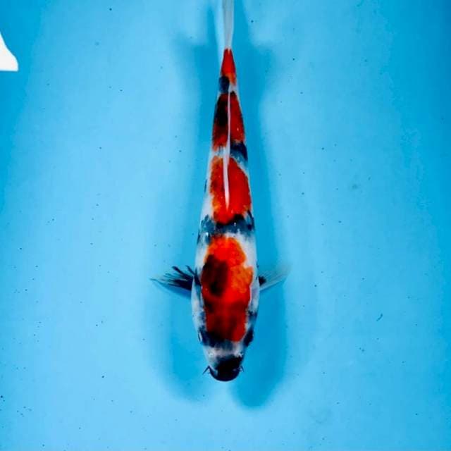 Showa, 24 cm