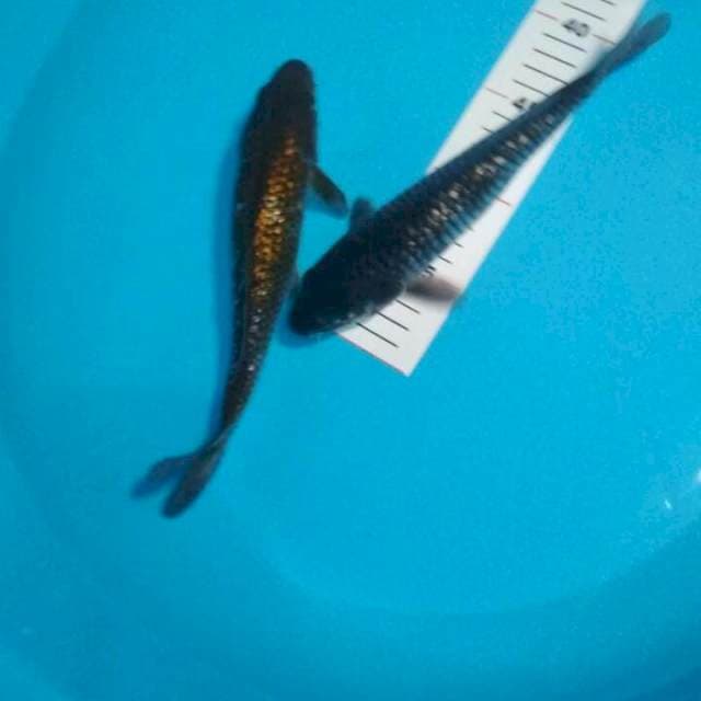 OCHIBA MIX GINRIN 23 CM
