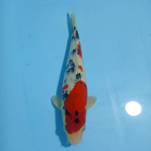 Sanke 31 cm