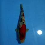 Sanke 31 cm