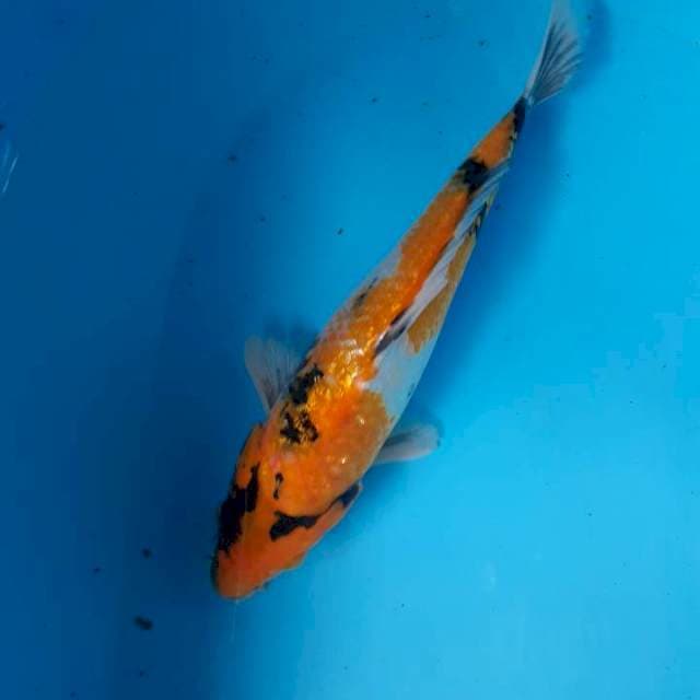 Utsuri
