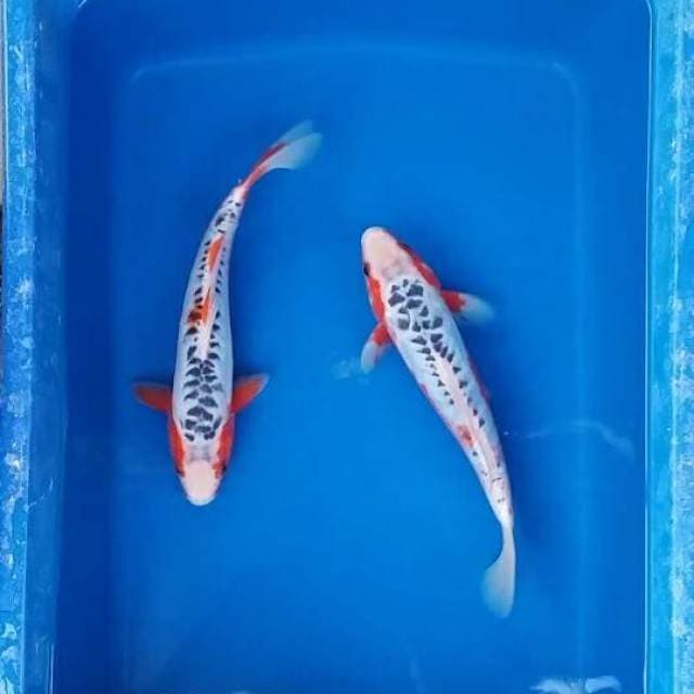 shusui 25 n 25cm