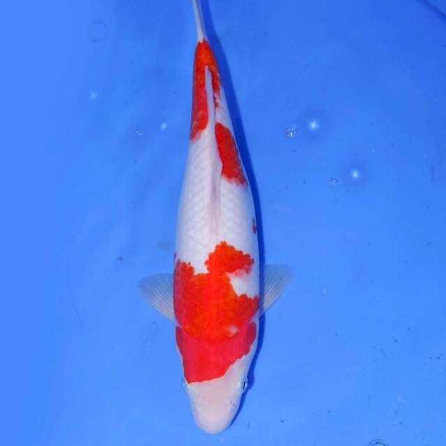 30cm KOHAKU