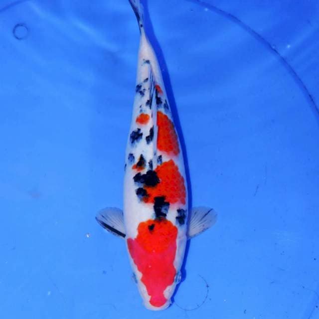 26CM SANKE BAGUS