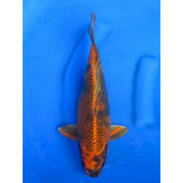 Kin Kage Utsuri - 34cm
