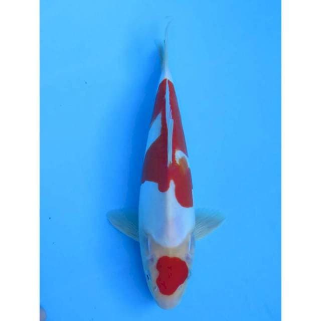 Kohaku Doitsu - 24cm