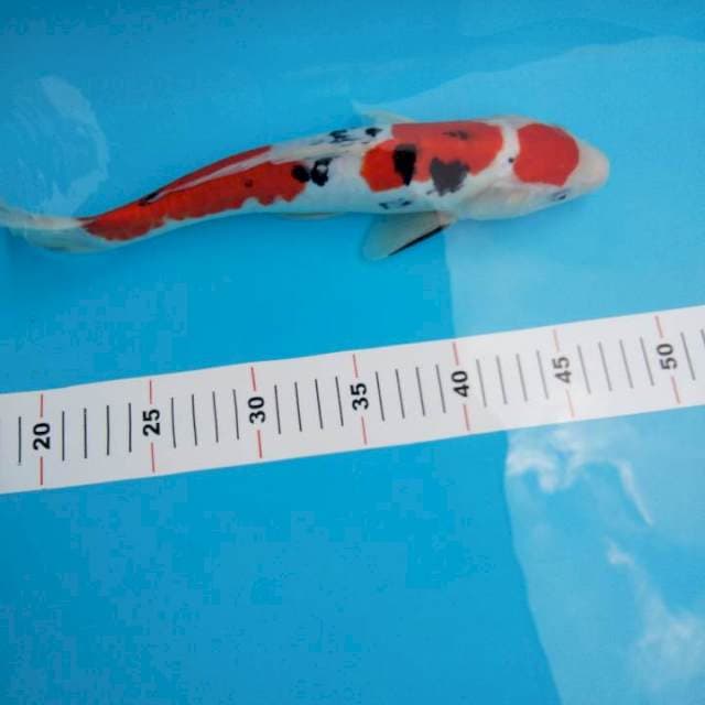Sanke maruten doitsu aragoke 33cm