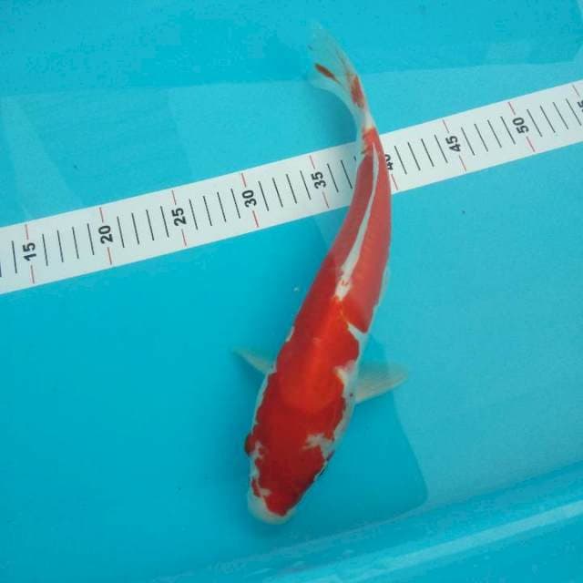 Kohaku doitsu 34cm 