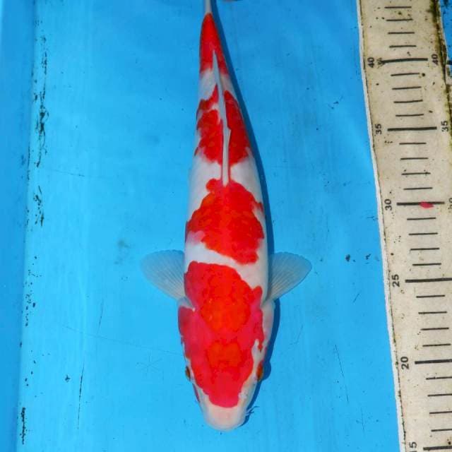 31cm KOHAKU