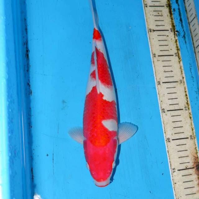 31cm KOHAKU