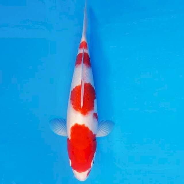 SAKI 2 - KOHAKU 4 STEPS ®
