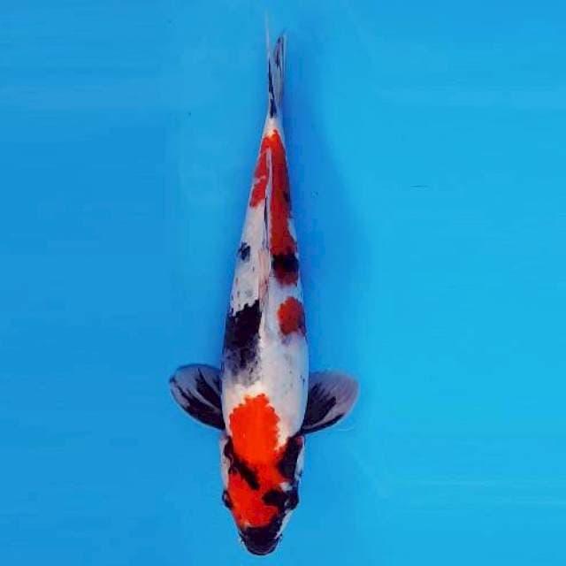 SAKI 8 - SHOWA ®