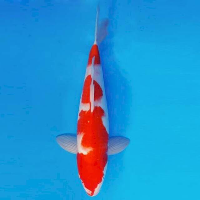 SAKI 12 - KOHAKU ®