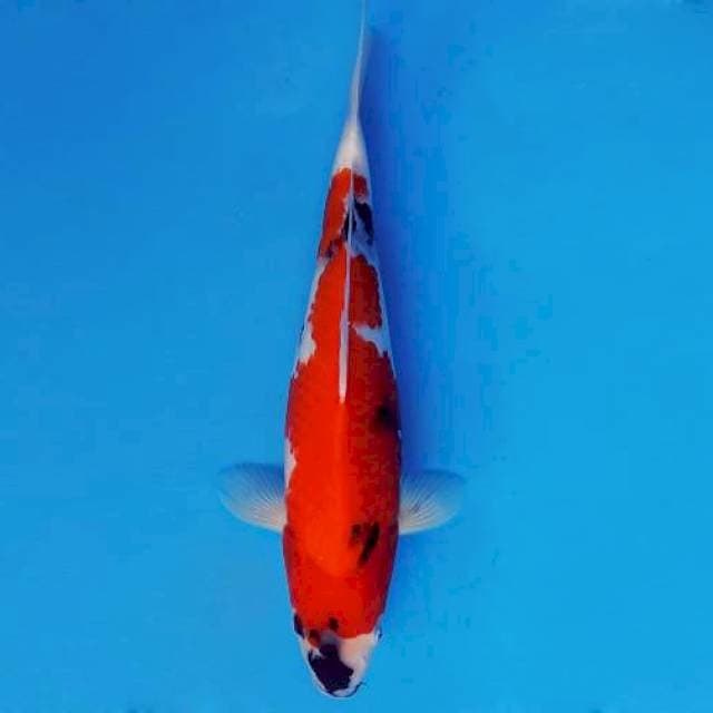 SAKI 17 - SHOWA ®