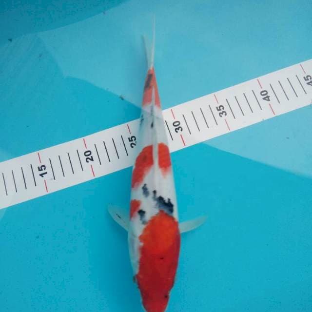 Sanke 30cm