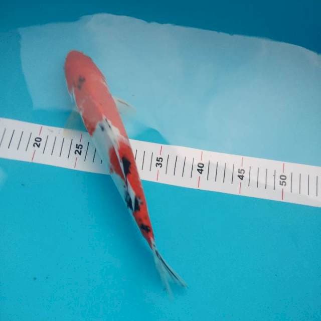 Sanke 33cm