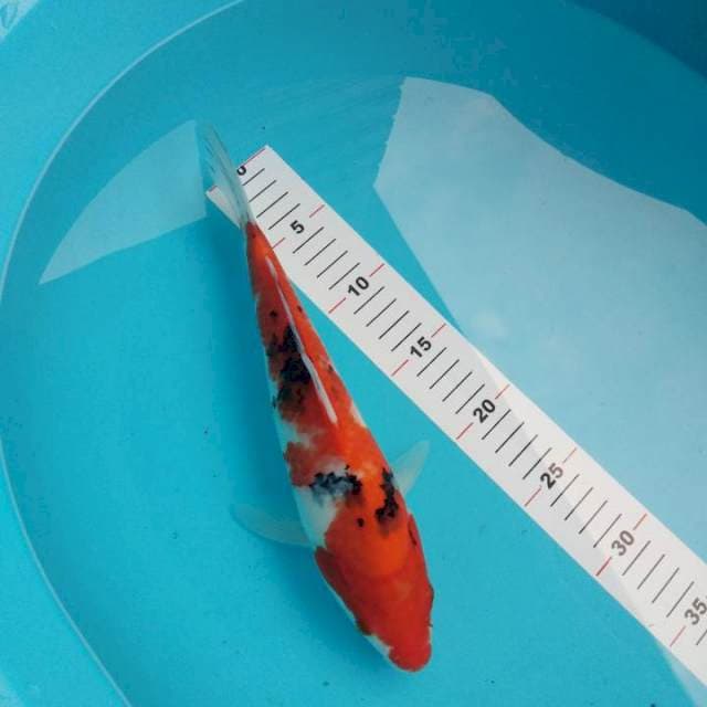 Sanke 30cm
