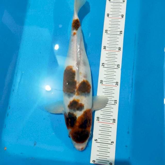 Ai goromo jumbo