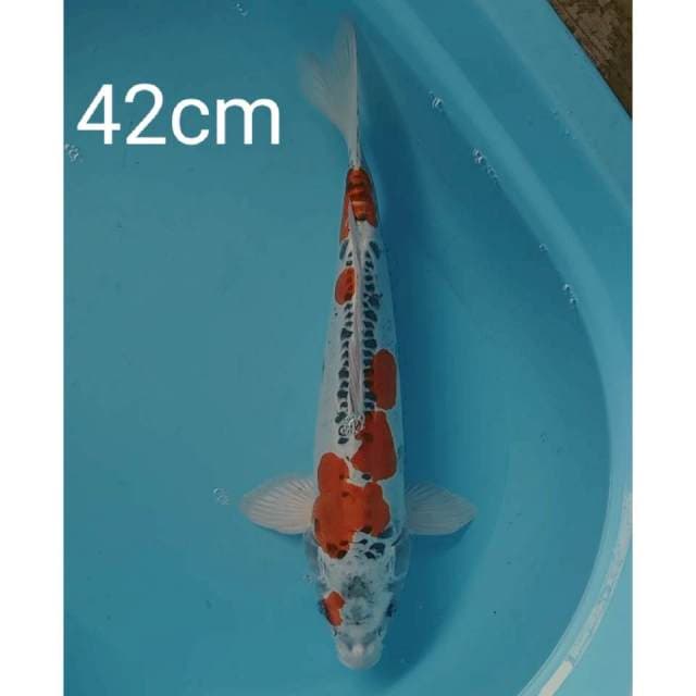 Jumbo kikokuryu 42cm