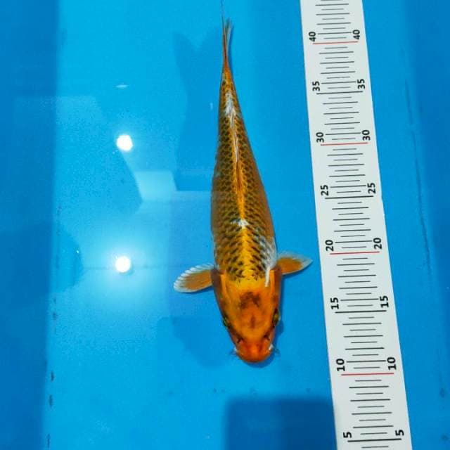 Kujaku 30cm
