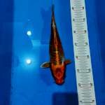 Kujaku 30cm