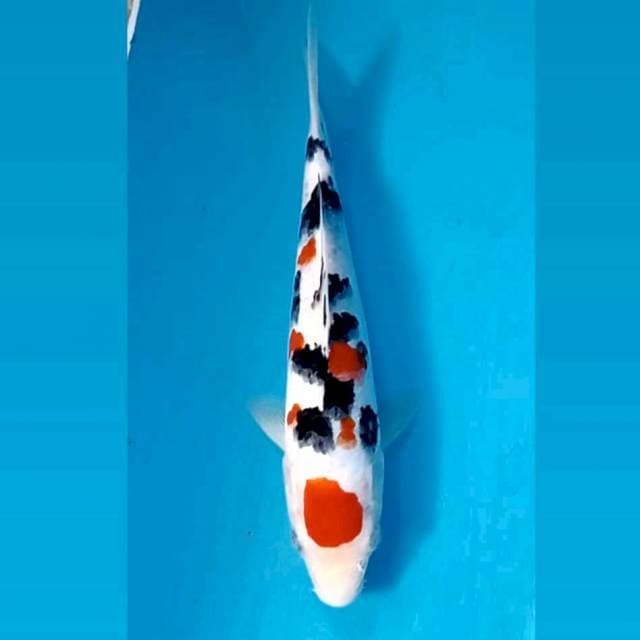 Sanke, 23 cm