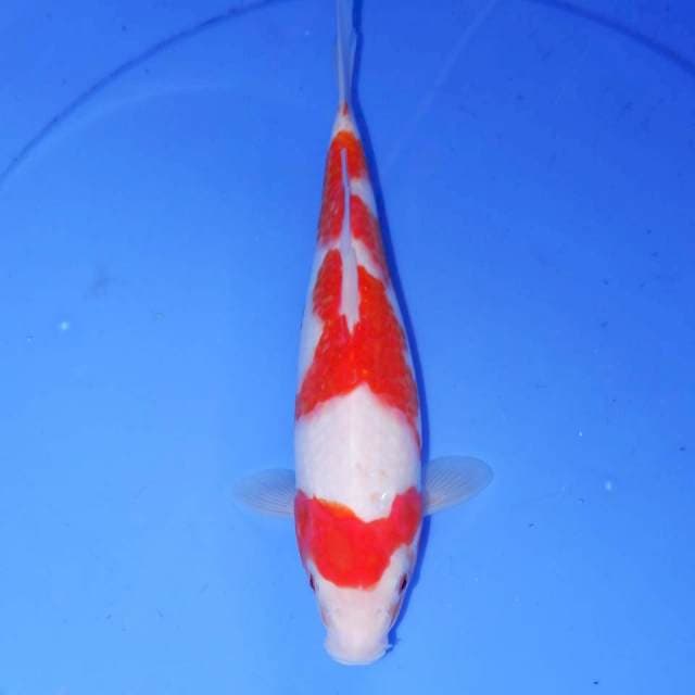 KOHAKU