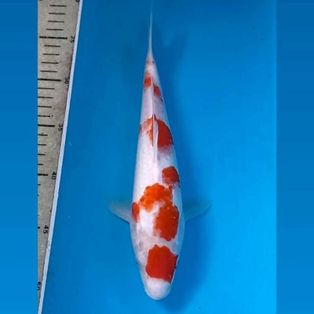 Kohaku, 27 cm