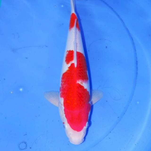 33cm KOHAKU RED DEVIL