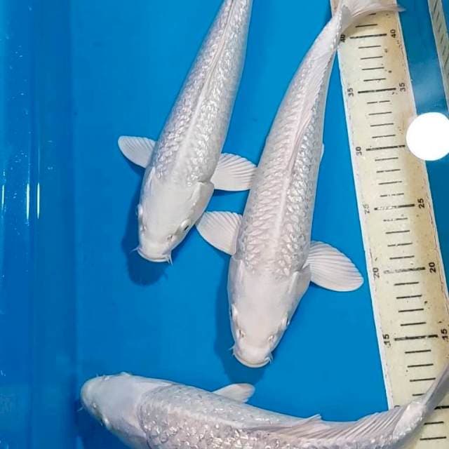 PLATINUM FULL GINDRIN 32 , 33 & 34 CM
