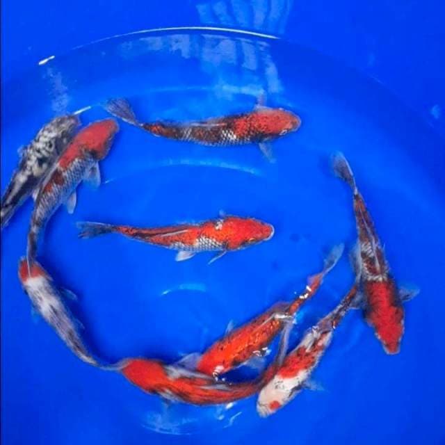 Mix 20-25cm 9ekor