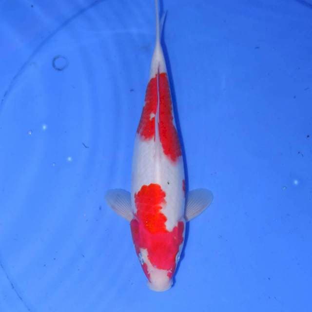 BOZU KOHAKU
