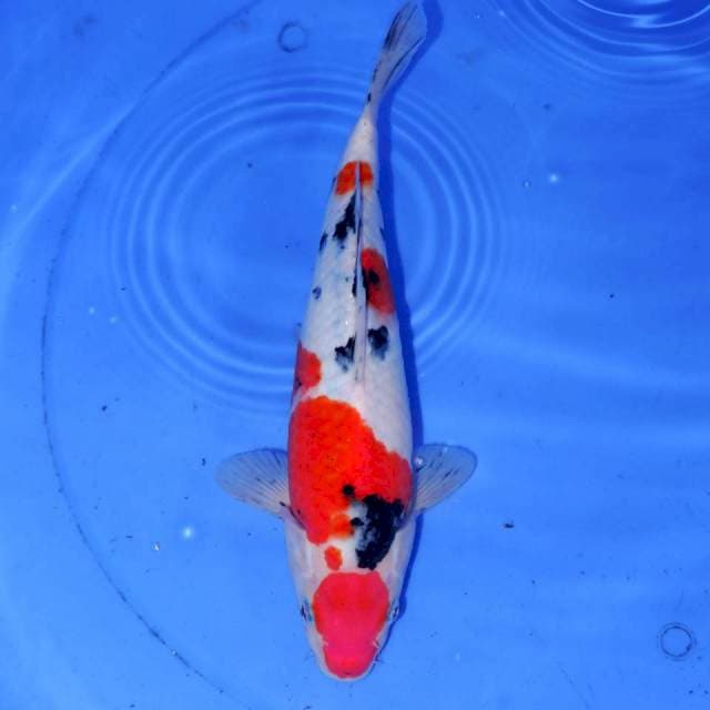 TSUBOSUMI SANKE