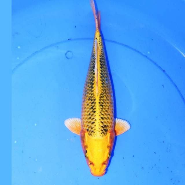 KI MATSUBA JINAK 32cm
