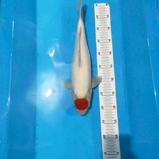 Kohaku  F1 original
