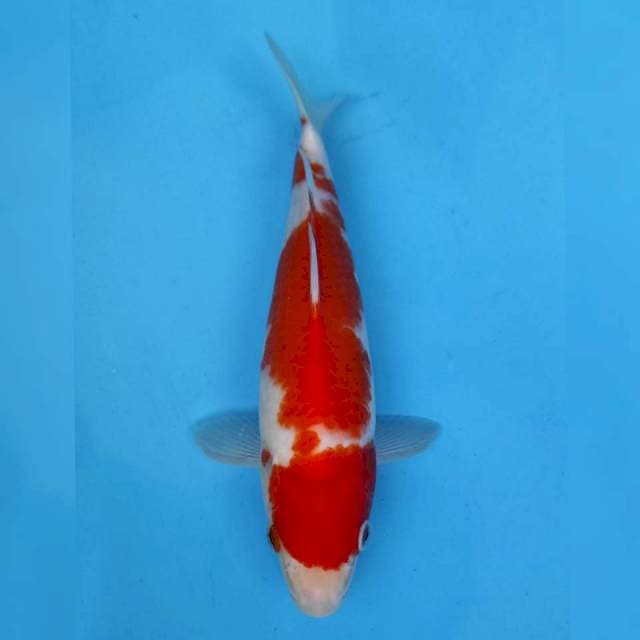 Maruhiro Kohaku
